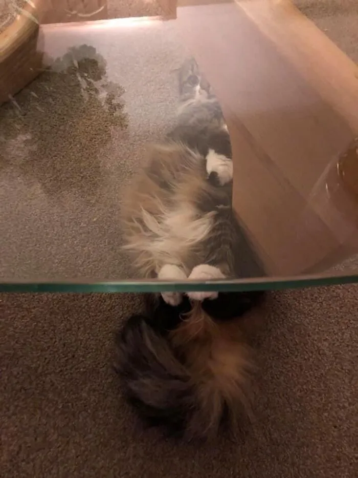 Sparrow Is Invisible When Under The Table