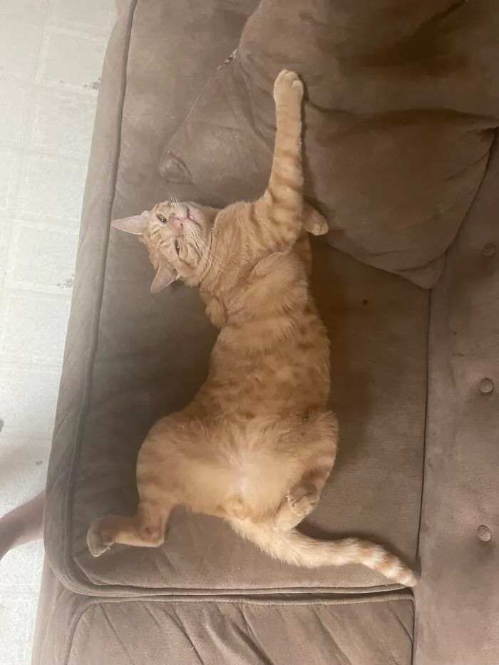 Meet Willie