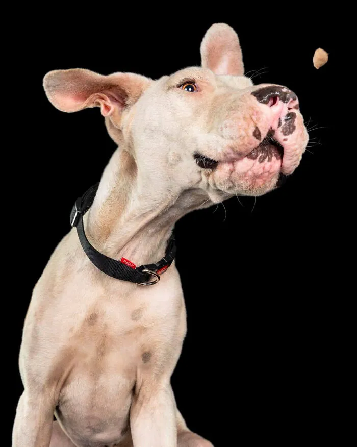 Duke