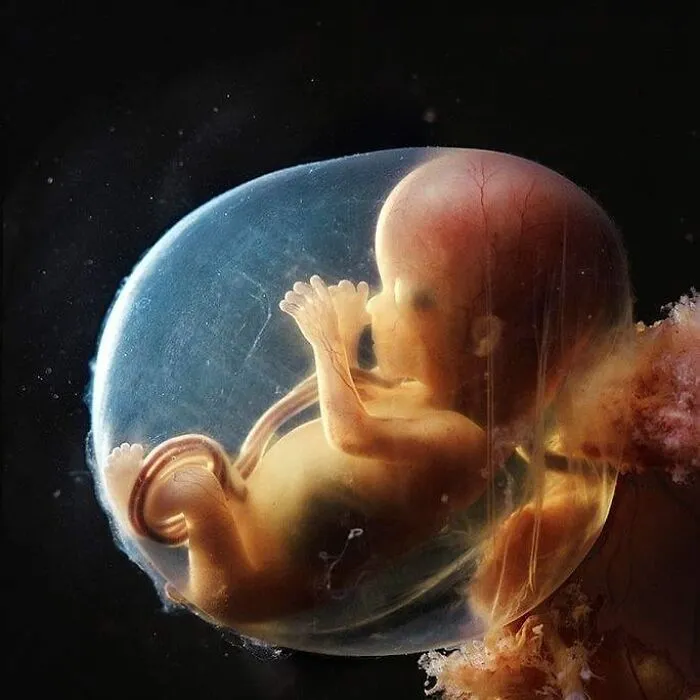 19 Groundbreaking Images By This Photographer Offering A Glimpse Into The Miracle Of Birth