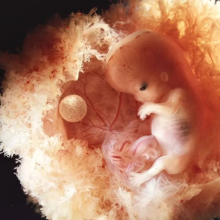 19 Groundbreaking Images By This Photographer Offering A Glimpse Into The Miracle Of Birth