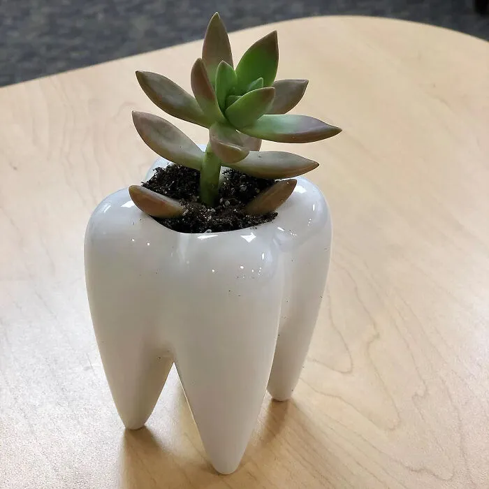 Toothfully Awesome: These <a Style="Display:inline;" Href="Https://Www.amazon.com/Succulent-Animal-Ceramicc-Planters-Plants-Include/Dp/B07ksh2pq4?dib=eyj2ijoimsj9.yin9vjelu99cn9ipobbmeibqeplpjaawy5h1ubct9fkjelm9ksgctanoglqfm2agbgrglpverantp1qsvpycc36hwfflfbufwvdsyxvt_6gjm331cwaamut_itqkcmoqoamajssmawjoub_b1lfbrtzs0y4veecbqujjqhiffcshuwrsdegirkmsswrx_atv2_ahtzvptiwzpfwkwzsjvbd0jvvjb23sx8wgwo6aakrqide3vrujdgpai-H02t4avxpknonq4utjcgwsbdxw_ghbohwvshv2xb2gup8wswo.2rvd_6r0spdqufroazjihiarbqwql45uhk1-Ybhxey0&dib_tag=se&keywords=quirky%2boffice%2bsupplies&qid=1712051247&sr=8-76&th=1&linkcode=ll1&tag=bplynx-20&linkid=b947f507a769420322d33a1b701f2080&language=en_us&ref_=as_li_ss_tl" Target="_blank"><span Style="Font:inherit;color:#d74b1f;"> Tooth Shaped Ceramic Planters </Span> Are A Must-Have At Work For Plant Lovers