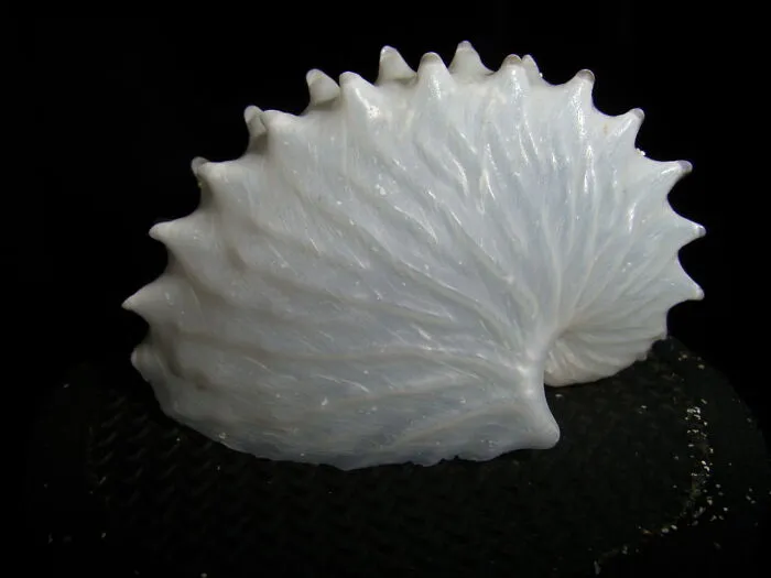 Nautilus Shell