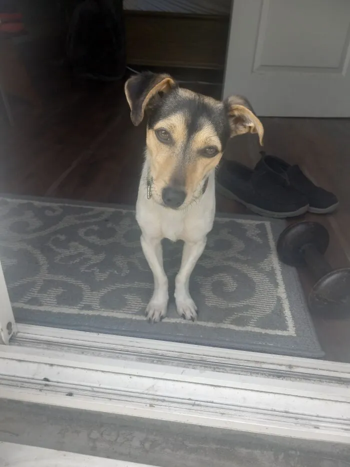 Semillon, Adopted At 1 1/2 Years Old