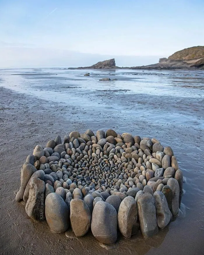 Scaphium, 2023
