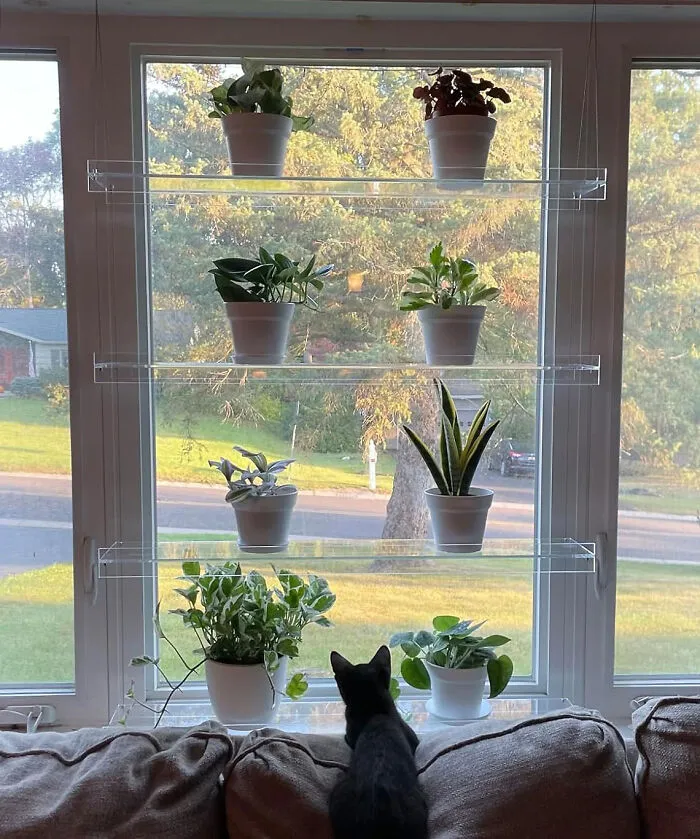Let Your Greens Float With These <span Style="Font:inherit;color:#d74b1f;"> Acrylic Window Shelves</Span> For A Plant Paradise In Your Small Space!
