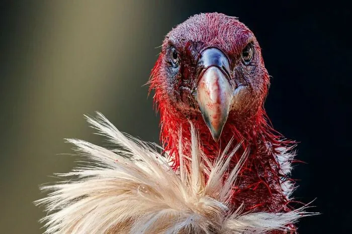"Bloody Himalayan Vulture" By Partha Roy, Bronze Winner In Animal Portraits Category