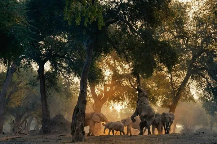 "Reaching For The Top" By Lukas Walter, Bronze Winner In Behaviour - Mammals Category