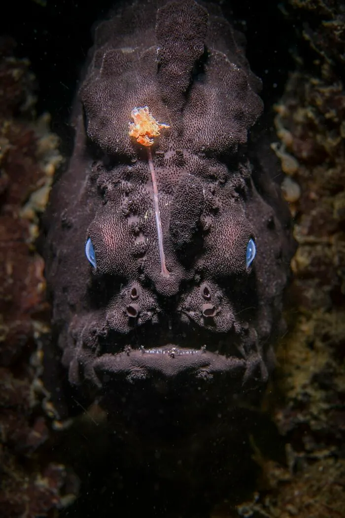 "Anger Fish" By Nicolas Remy, Gold Winner In Animal Portraits Category