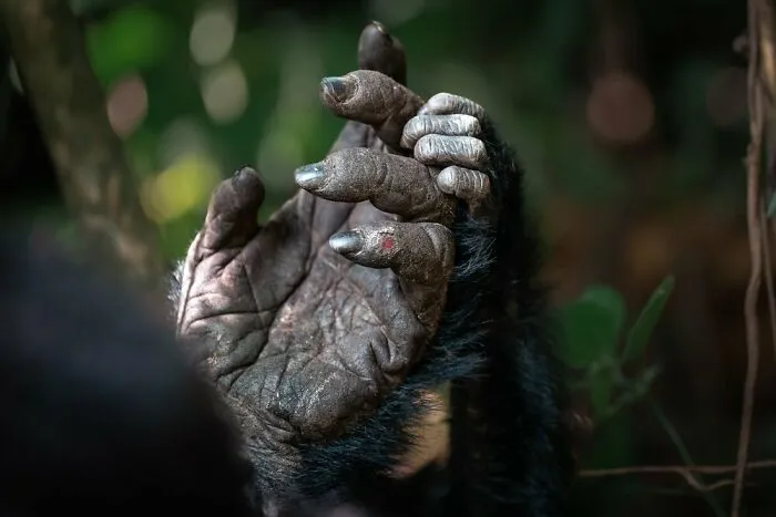 "Alike" By Michael Stavrakakis, Silver Winner In Animal Portraits Category