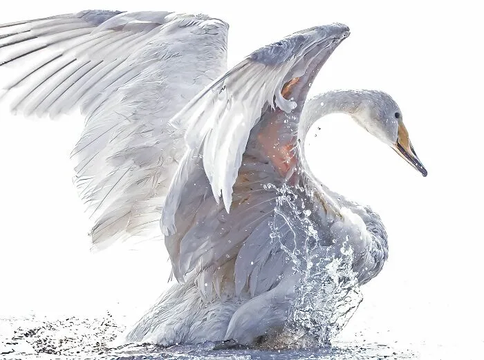 "Aino" By Jouni Erola, Bronze Winner In Behavior - Birds Category