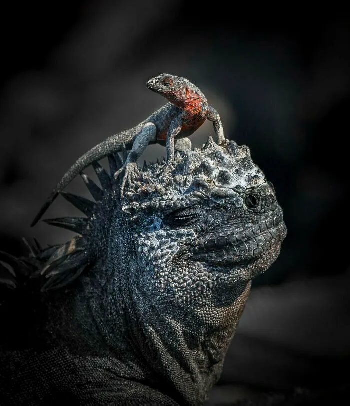 "Head Massage" By John Saeger, Gold Winner In Behavior — Amphibians And Reptiles Category