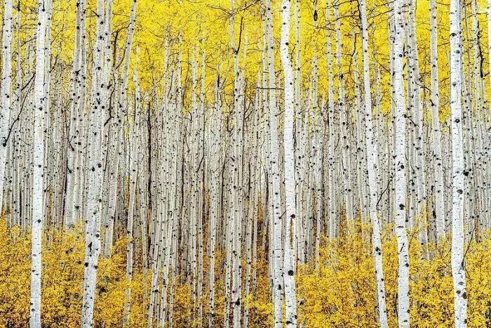 "Aspen Trees" By Robert Ross, Silver Winner In Nature Art Category