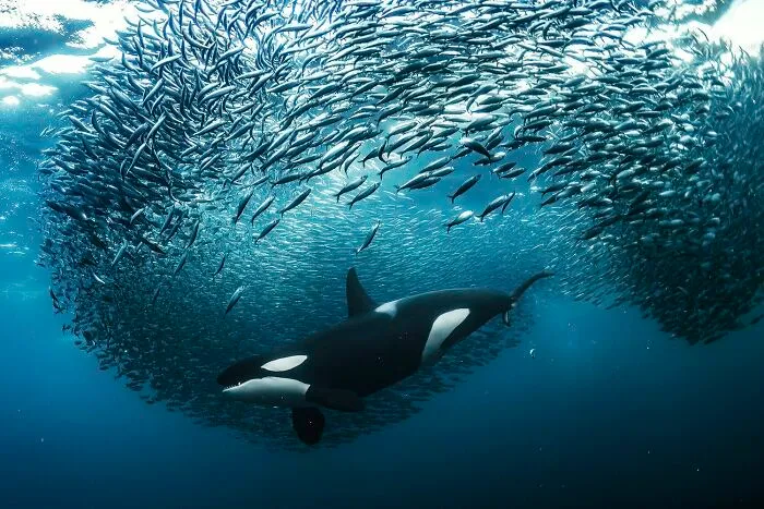 "Crowd Control" By Andy Schmid, Gold Winner In Underwater Category