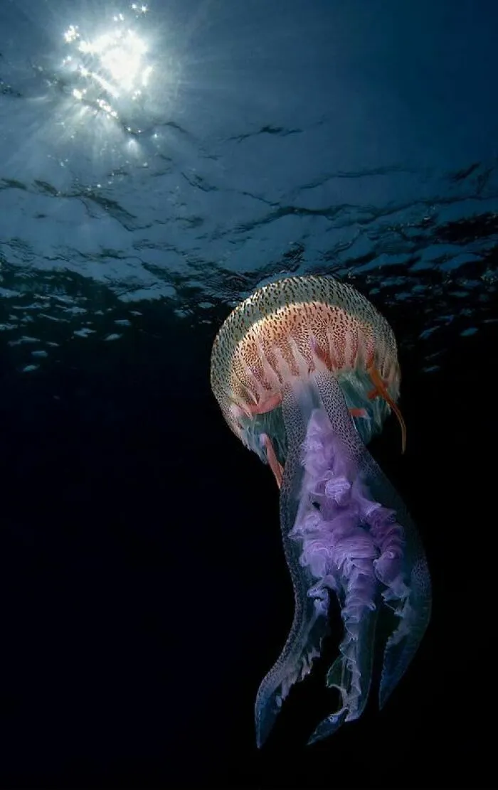 "Light In Light" By Giovanni Crisafulli, Bronze Winner  In Underwater Category