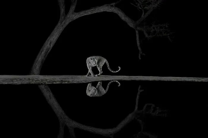 "Graceful Turn" By Richard Li, Gold Winner In Black And White Category