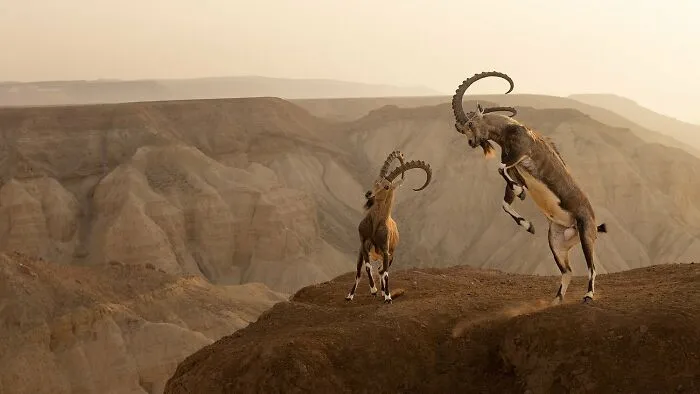 "Livin On The Edge" By Amit Eshel, Gold Winner In Animals In Their Habitat Category