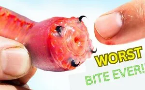 Top 10 Most Deadliest Bugs In The World [unbelievable]