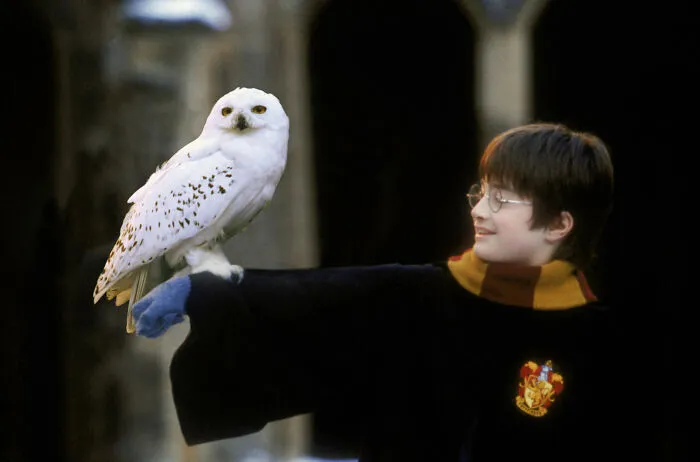 Hedwig
