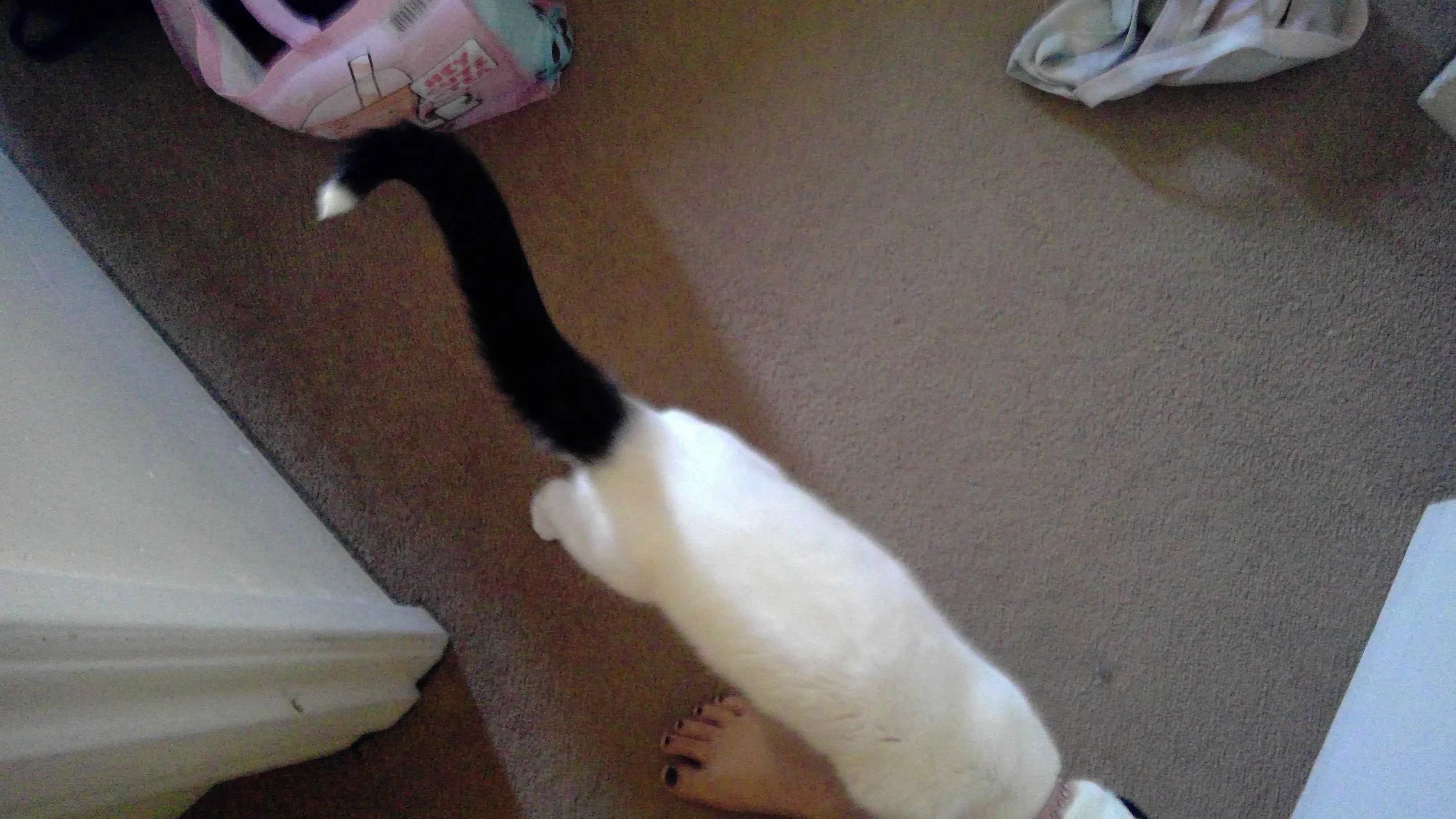 These Are My Cats That Are So Cute