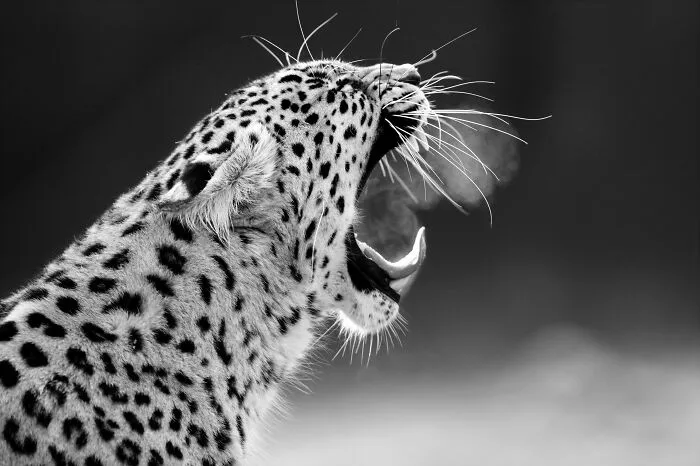 My Favorite Black-And-White Photos I’ve Taken In The Last 18 Years (23 Pics)