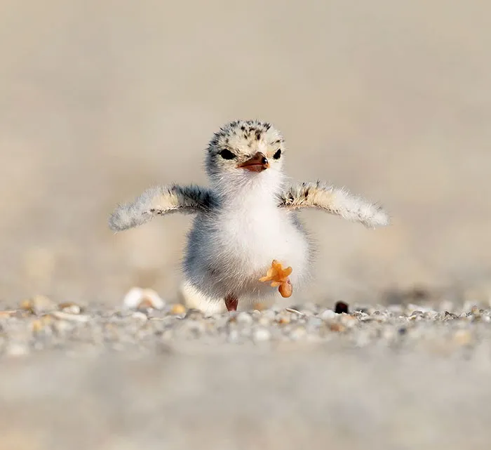 Furball Wandering On The Beach, Waiting For The Parent To Bring Food