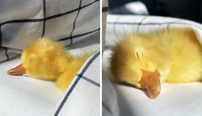 It's Finally Happened. I've Seen The Cutest Thing Ever