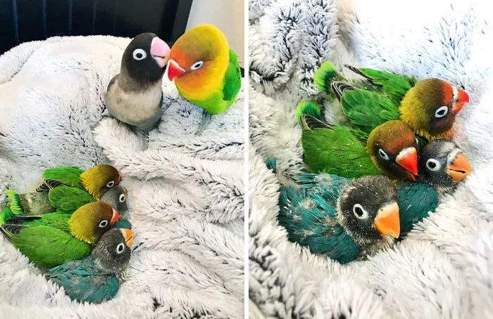 Remember Kiwi And His Goth Girlfriend? Well, Now She's His Goth Wife, And They Have 4 Beautiful Half-Goth Babies