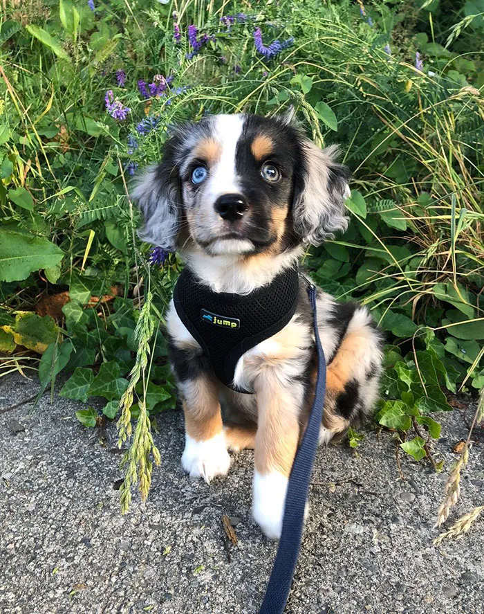 Baby Cavalier Aussie Mix
