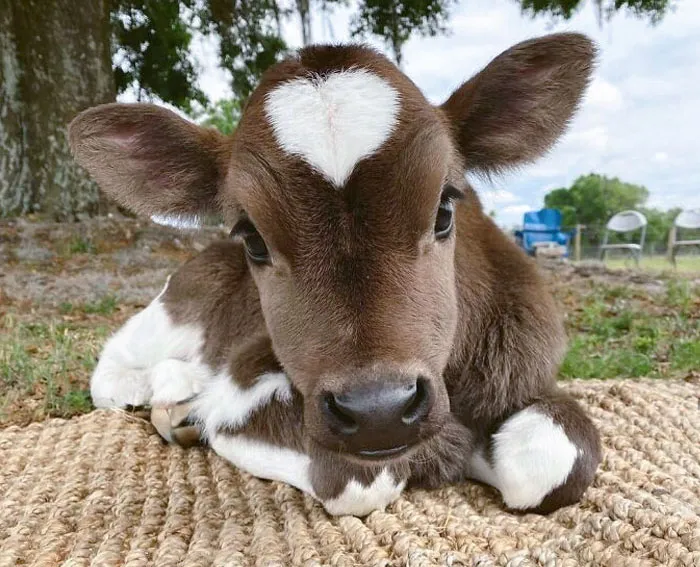 Buck With A Heart On His Head