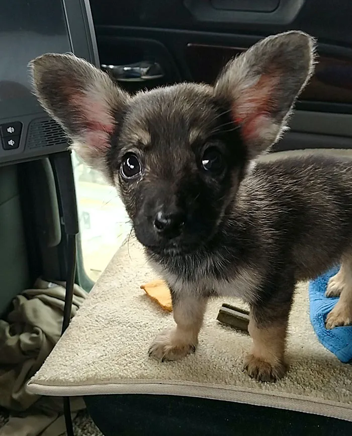 I Found This Puppy In The Oilfields Of West Texas. Named Him Dobby