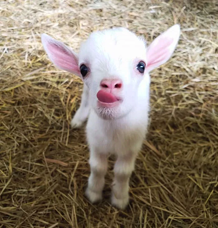 This Adorable Baby