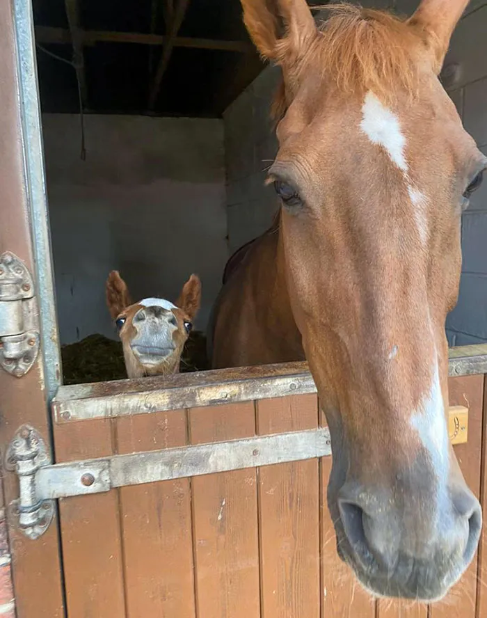 Hi There, Little Guy
