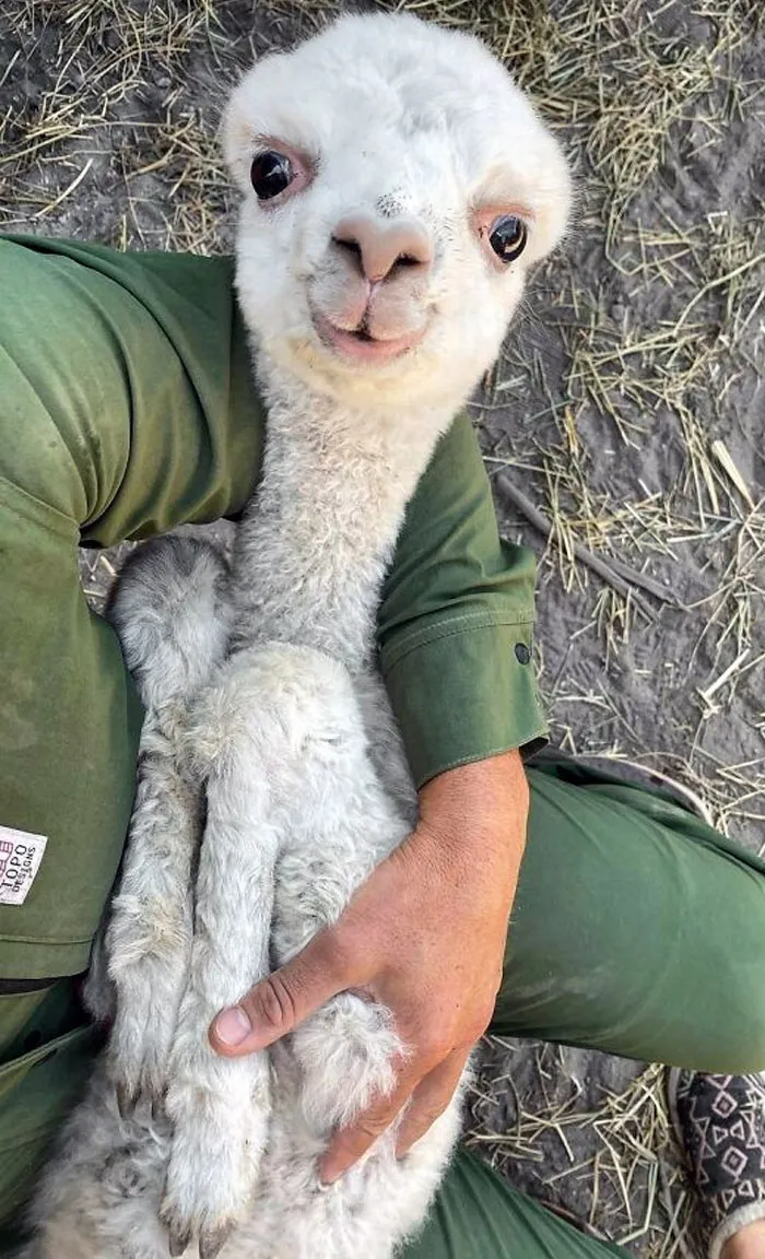 Baby Llama