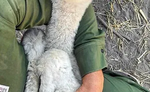 If You’re Having A Bad Day, These 50 Baby Animals Are About To Make It Much Better (New Pics)