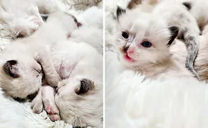 If You’re Having A Bad Day, These 50 Baby Animals Are About To Make It Much Better (New Pics)