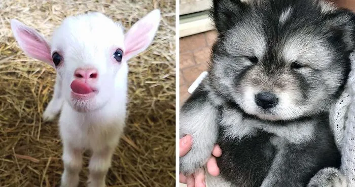 If You’re Having A Bad Day, These 50 Baby Animals Are About To Make It Much Better (New Pics)