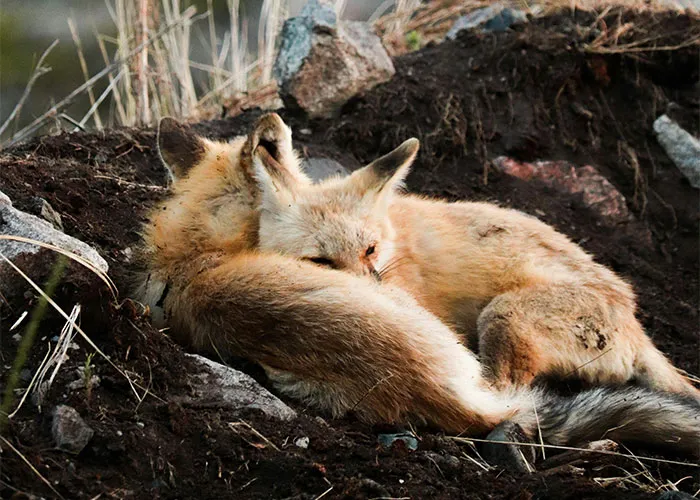 People Are Sharing Their Favorite Animal Facts That Never Cease To Amaze Them