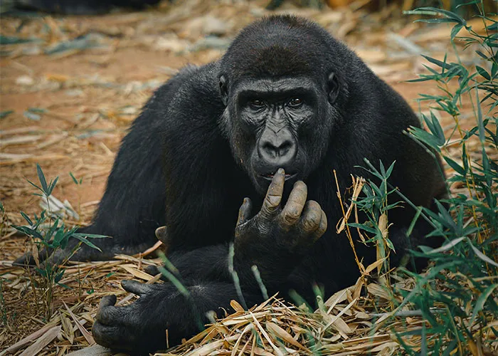 People Are Sharing Their Favorite Animal Facts That Never Cease To Amaze Them