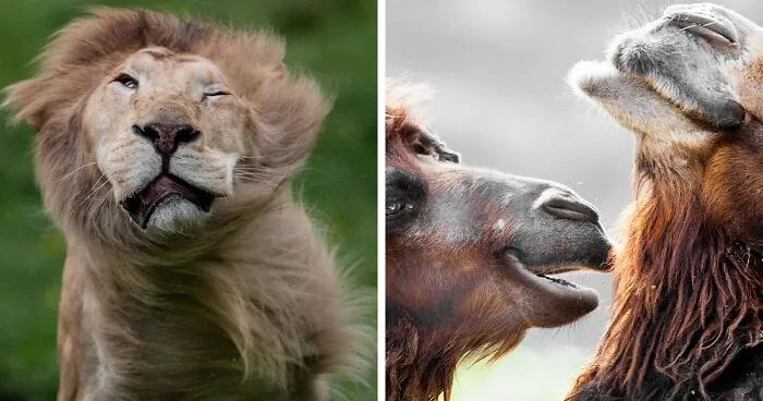 30 Unforgettable Animal Moments Captured Through My Lens