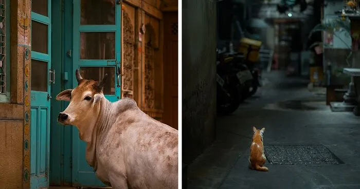 I Photograph Animals That Adapted To Living In Cities, Here Are 24 Photos From My Travels