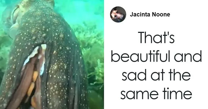 "He Wanted Me To Follow Him": Diver's Interaction With Curious Octopus Leads To Shrine Discovery