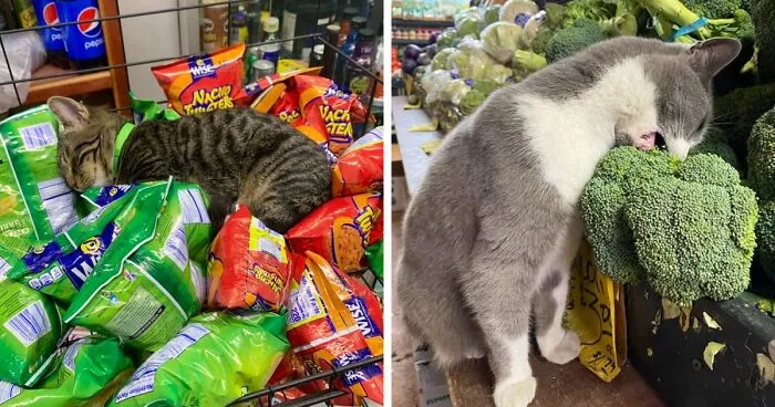 50 Best Ever Pics Of Cats Ruling Over Small Shops They Call Home