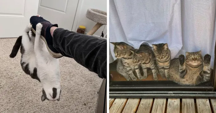 “¿Qué le pasa a mi gato?»: 36 fotos divertidas de gatos comportándose de forma muy rara