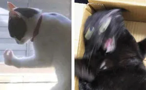 “¿Qué le pasa a mi gato?»: 36 fotos divertidas de gatos comportándose de forma muy rara