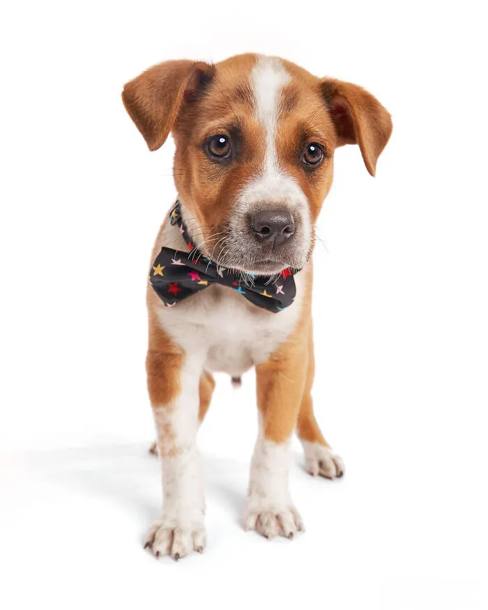 As A Pet Photographer, I Help Rescue Dogs Find Their Forever Homes By Doing Proper Photoshoots (16 Pics)