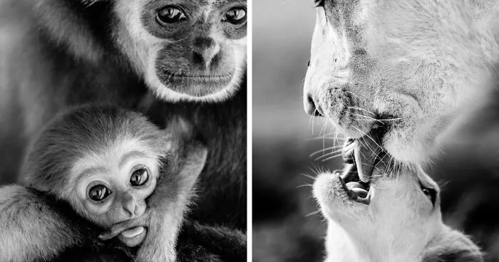 My Favorite Black-And-White Photos I’ve Taken In The Last 18 Years (23 Pics)