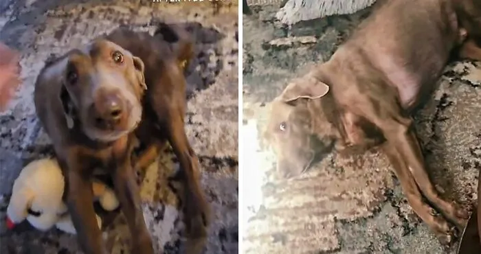 Heartwarming Video Of Once-Paralyzed Dog Realizing He Can Walk Again Goes Viral