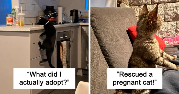 45 Wholesome Pics Of Rescue Pets Who Just Became Someone’s Family Members (April Edition)