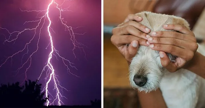 Dog Scared Of Thunder? Tips To Calm Your Pup During The Storm